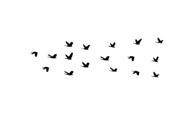 Uçan Kuş Vektörü ve Silueti 