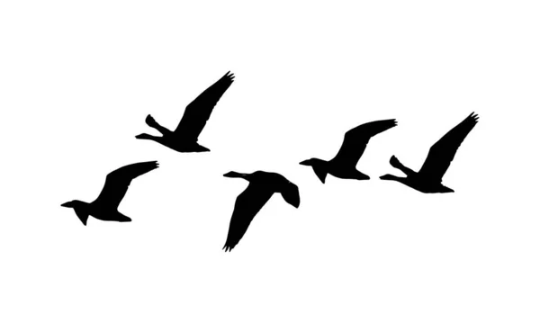 Flygande Fåglar Vektor Och Silhuett — Stock vektor