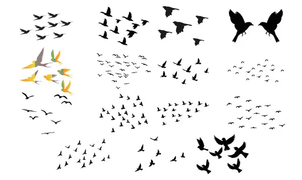 Uçan Kuş Vektörü ve Çizim Koleksiyonu. 