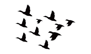 Flying Birds Vector And Illustration. 