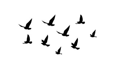 Flying Birds Vector And Illustration. 