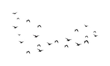 Flying Birds Vector And Illustration. 