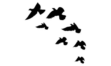 Flying Birds Vector And Illustration. 