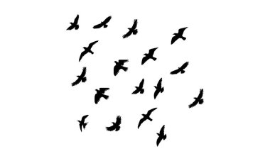 Flying Birds Vector And Illustration. 