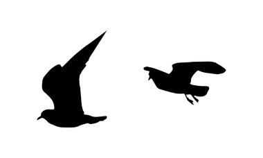 Flying Birds Vector And Illustration. 