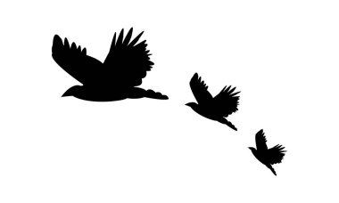 Flying Birds Vector And Illustration. 