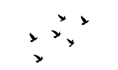 Flying Birds Vector And Illustration. 