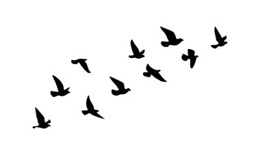 Flying Birds Vector And Illustration. 