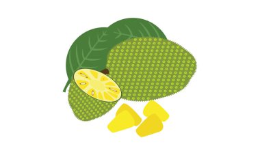 Jackfruit Vektörü ve Çizim Tasarımı. 