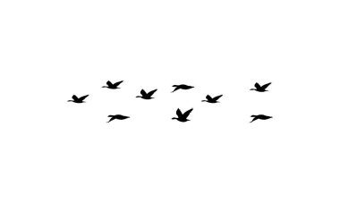 Uçan kuşlar siluetleri ve Vektör çizimleri.
