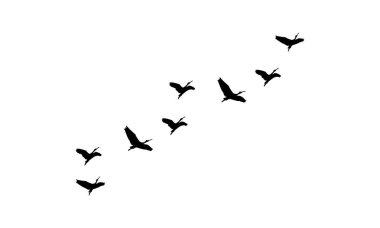 Uçan kuşlar siluetleri ve Vektör çizimleri.
