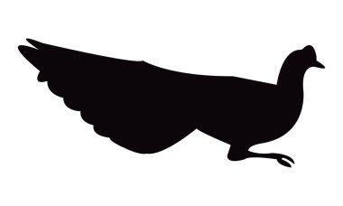 Wood Peafowl Silueti ve Vektör İllüstrasyonu. 