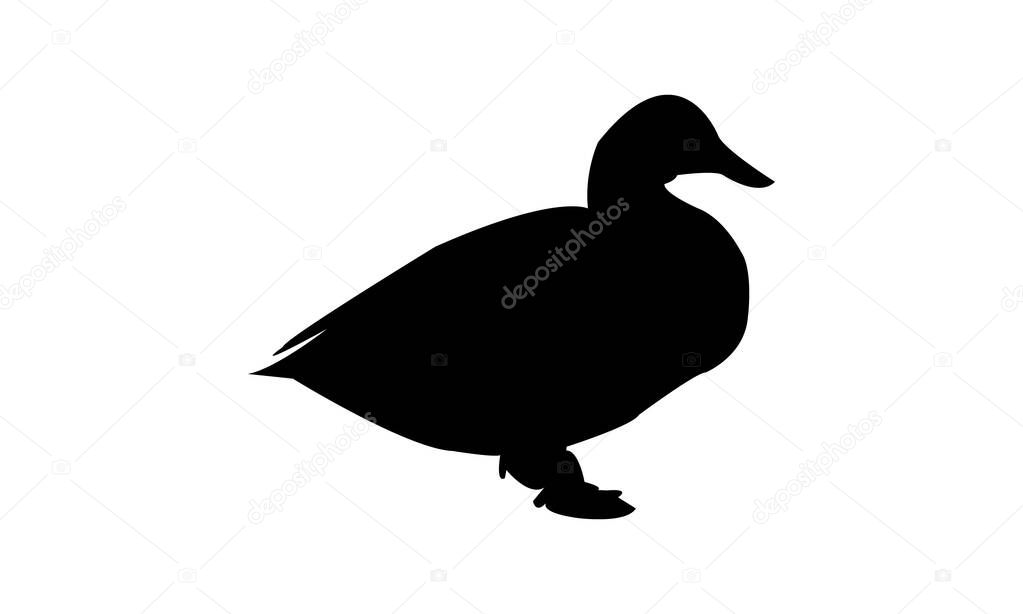 Duck Silhouette And Vector Illustration.
