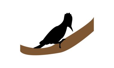 Ağaçkakan Silueti ve Vektör İllüstrasyonu. 