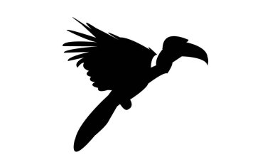 Hornbill Silueti ve Vektör İllüstrasyonu. 