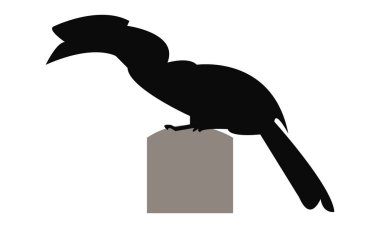 Hornbill Silueti ve Vektör İllüstrasyonu. 
