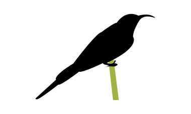 Kızıl Saçlı Trogon Siluet Tasarım ve Vektör İllüstrasyonu. 