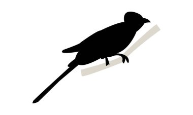 Barn Swallow Siluet Tasarımı ve Vektör İllüstrasyonu. 