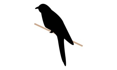 Bilinen Şahin Guguk Kuşu Silüet Tasarımı ve Vektör Resimleri. 