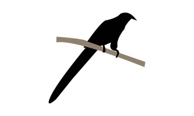 Yeşil gagalı Malkoha Silüet Tasarım ve Vektör İllüstrasyonu. 