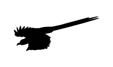 Yeşil gagalı Malkoha Silüet Tasarım ve Vektör İllüstrasyonu. 