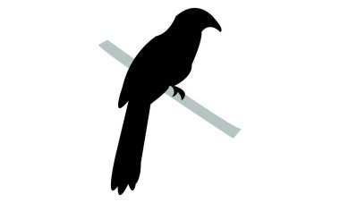 Crow Sülün Silüet Tasarımı ve Vektör Resimleri. 