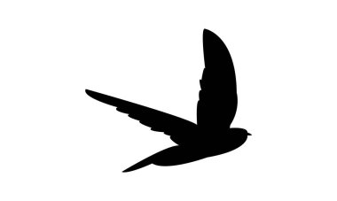 Swift Bird Siluet Tasarımı ve Vektör İllüstrasyonu. 
