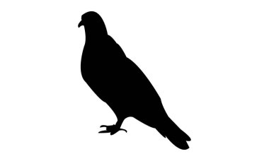 Güvercin Silüeti Tasarım ve Vektör İllüstrasyonu. 