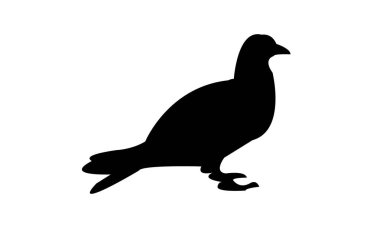 Pigeon Silhouette Design  And Vector Illustration.  clipart