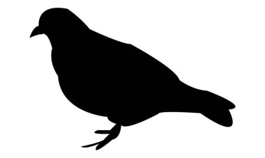 Güvercin Silüeti Tasarım ve Vektör İllüstrasyonu. 