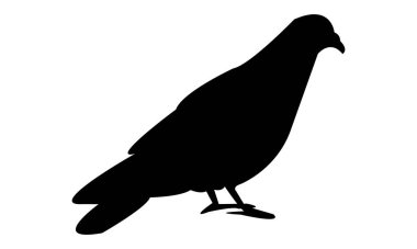 Güvercin Silüeti Tasarım ve Vektör İllüstrasyonu. 