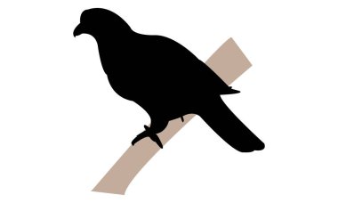 Sarı Ayaklı Yeşil Güvercin Silüeti Tasarım ve Vektör Resimleri. 