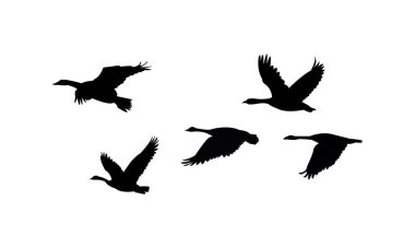 Uçan Kaz Kuşu Silüeti Tasarımı ve Vektör İllüstrasyonu. 