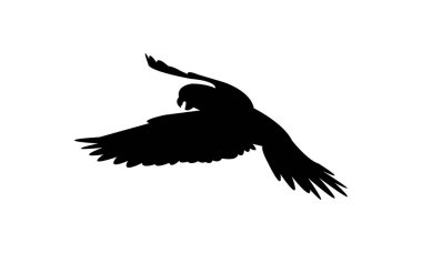 Uçan Muhabbet Kuşu Silueti Tasarımı ve Vektör Resimleri. 