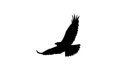 Uçan Şahin Kuş Silüeti Tasarımı ve Vektör İllüstrasyonu. 