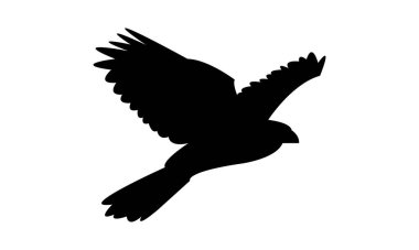 Uçan Şahin Kuş Silüeti Tasarımı ve Vektör İllüstrasyonu. 