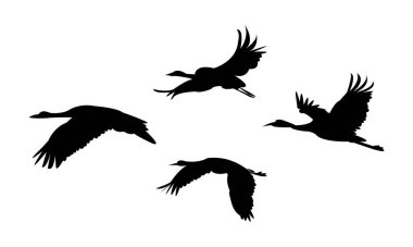 Uçan Turna Kuşu Görüntü Tasarımı ve Vektör İllüzyonu. 