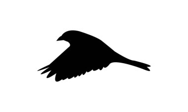 Uçan Serçe Kuş Silüeti Tasarım ve Vektör İllüstrasyonu. 