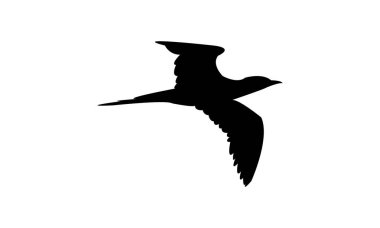 Flying Boobie Bird Silhouette Design  And Illustration.  clipart