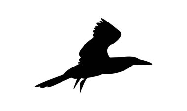 Flying Boobie Bird Silhouette Design  And Illustration.  clipart