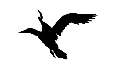 Flying Boobie Bird Silhouette Design  And Illustration.  clipart