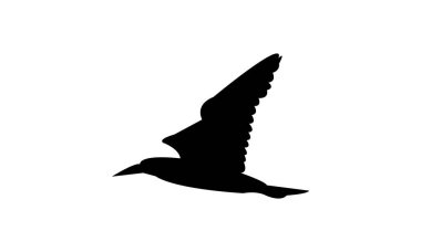 Flying Boobie Bird Silhouette Design  And Illustration.  clipart