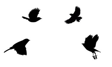 Uçan Uçan Cisticola Kuş Silueti Tasarım ve Vektör İllüstrasyonu. 