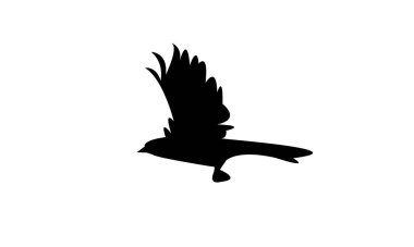 Towhee Bird Siluet Tasarımı ve Vektör İllüstrasyonu. 