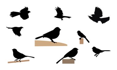 Towhee Bird Silhouette Design  And Vector Illustration.  clipart