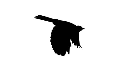 Kedi Kuşu Silüeti Tasarımı ve Vektör İllüstrasyonu. 