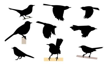 Kedi Kuşu Silüeti Tasarımı ve Vektör İllüstrasyonu. 