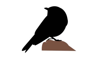 Slaty Flycatcher Kuş Yakalayıcısı Siluet Tasarımı ve Vektör İllüstrasyonu. 