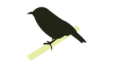 Slaty Flycatcher Bird Silhouette Design  And Vector Illustration.  clipart