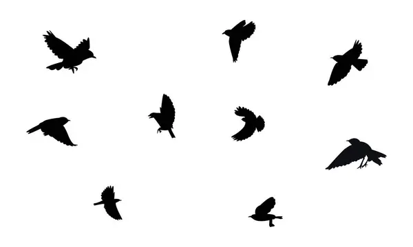 Uçan Wheatear Kuş Silüeti Tasarım ve Vektör İllüstrasyonu. 